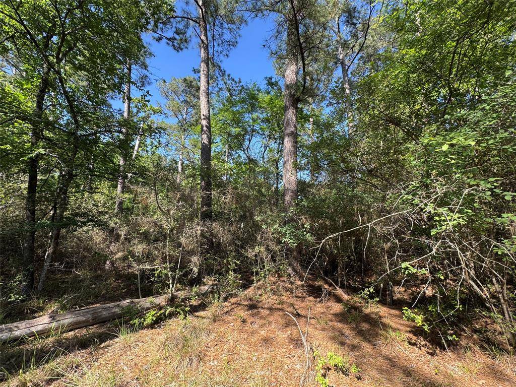 Trinity, TX 75862,15 Wood HBR