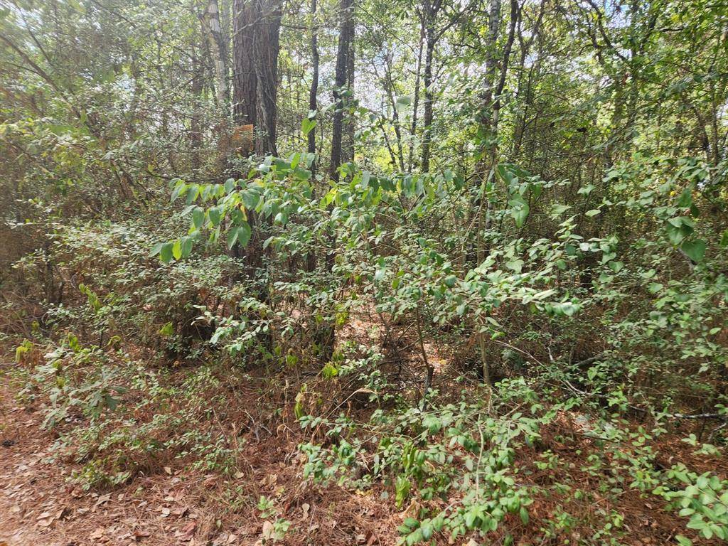 Plantersville, TX 77363,Lot 2 Cherry Tree LN