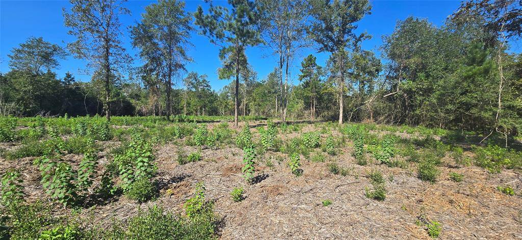Nacogdoches, TX 75961,00 Lot 5 CR 338