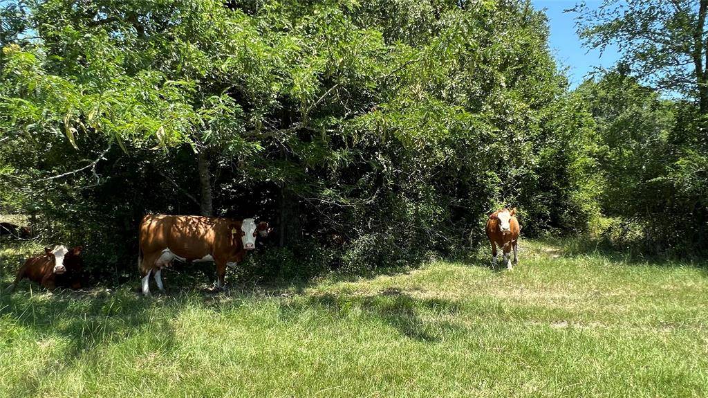 Bedias, TX 77831,11352 Highway 90 N