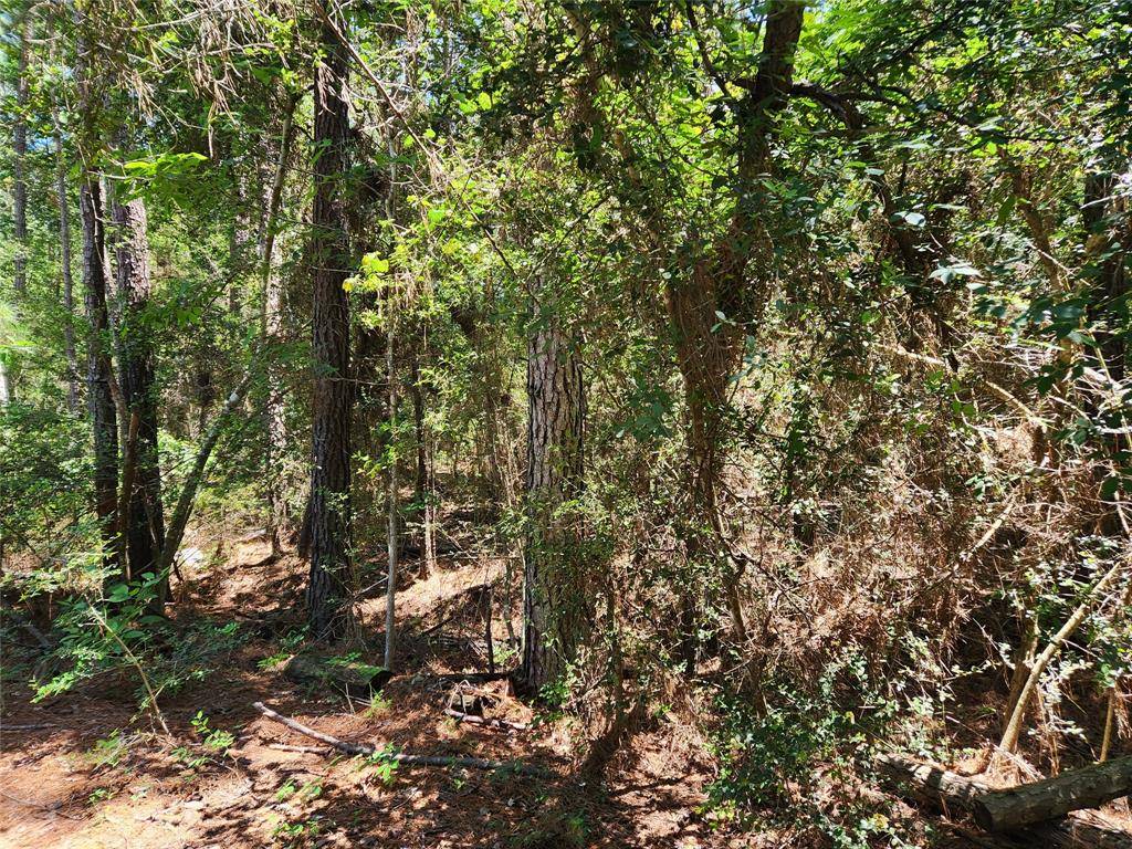 Plantersville, TX 77363,Lot 12 Honey Locust LN