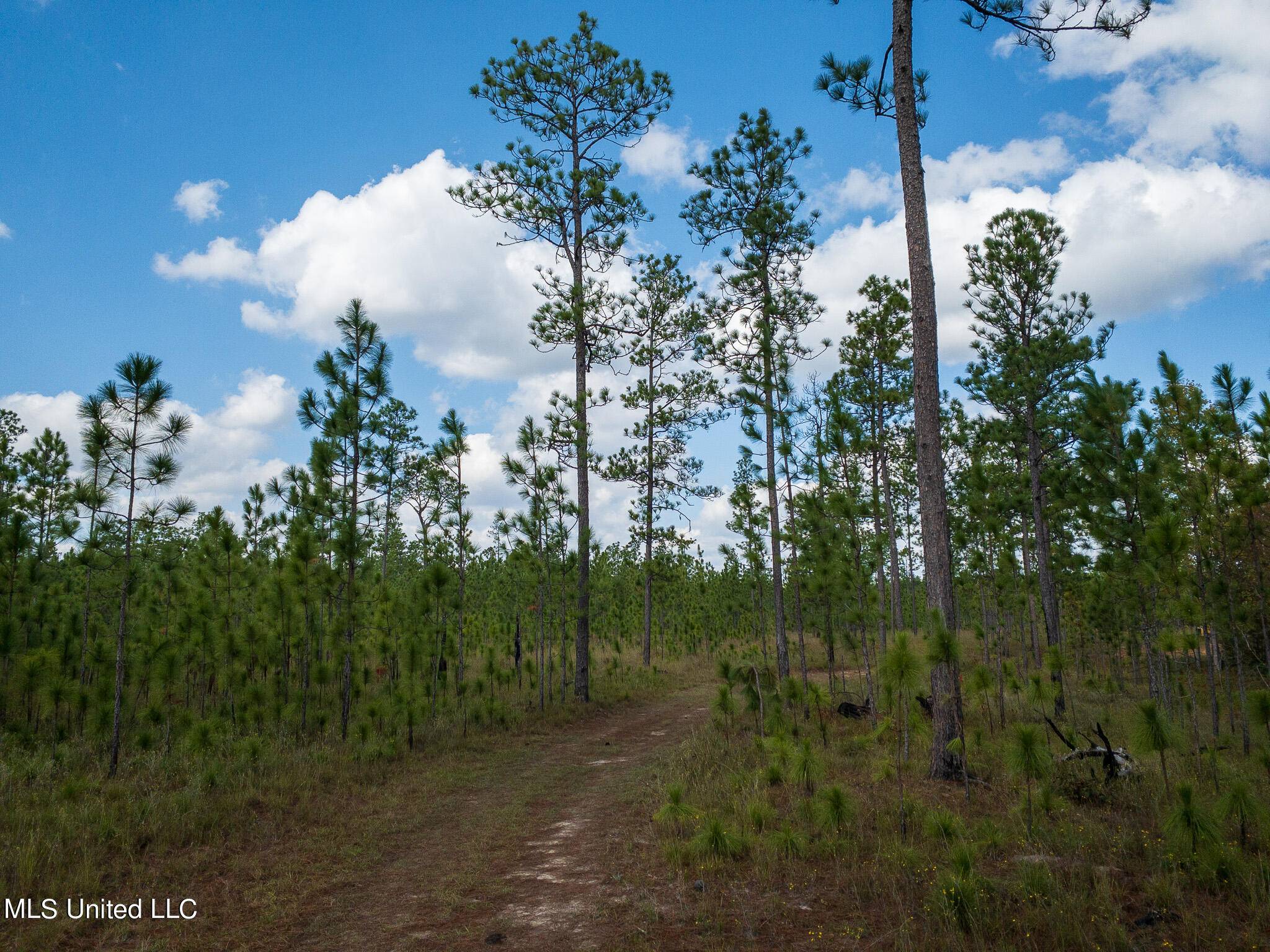 Petal, MS 39465,35.8 +/- Acres Luther Carter Road