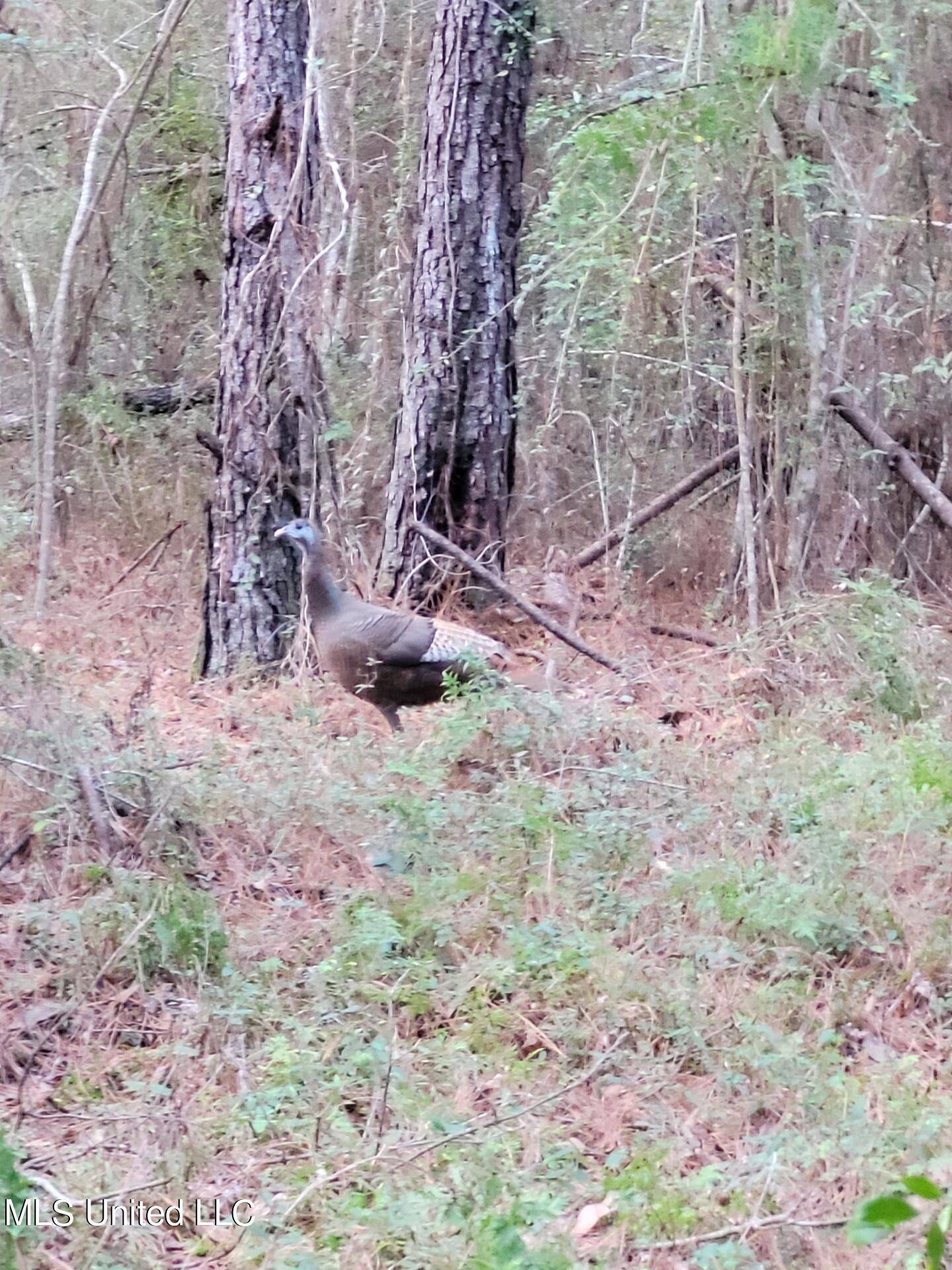 Carriere, MS 39426,94 Lloyd Wise Road