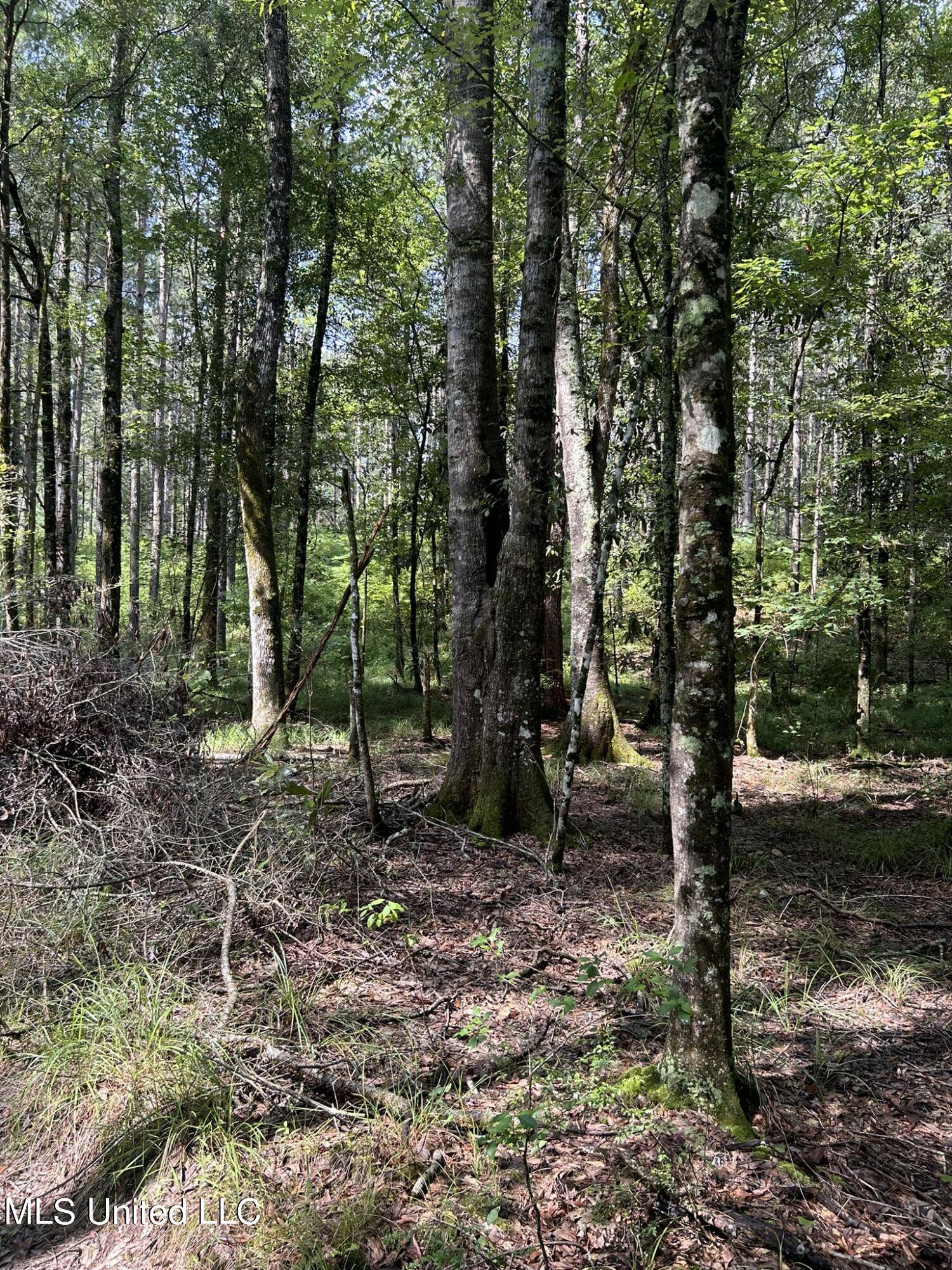 Mount Olive, MS 39119,Highway 49 N