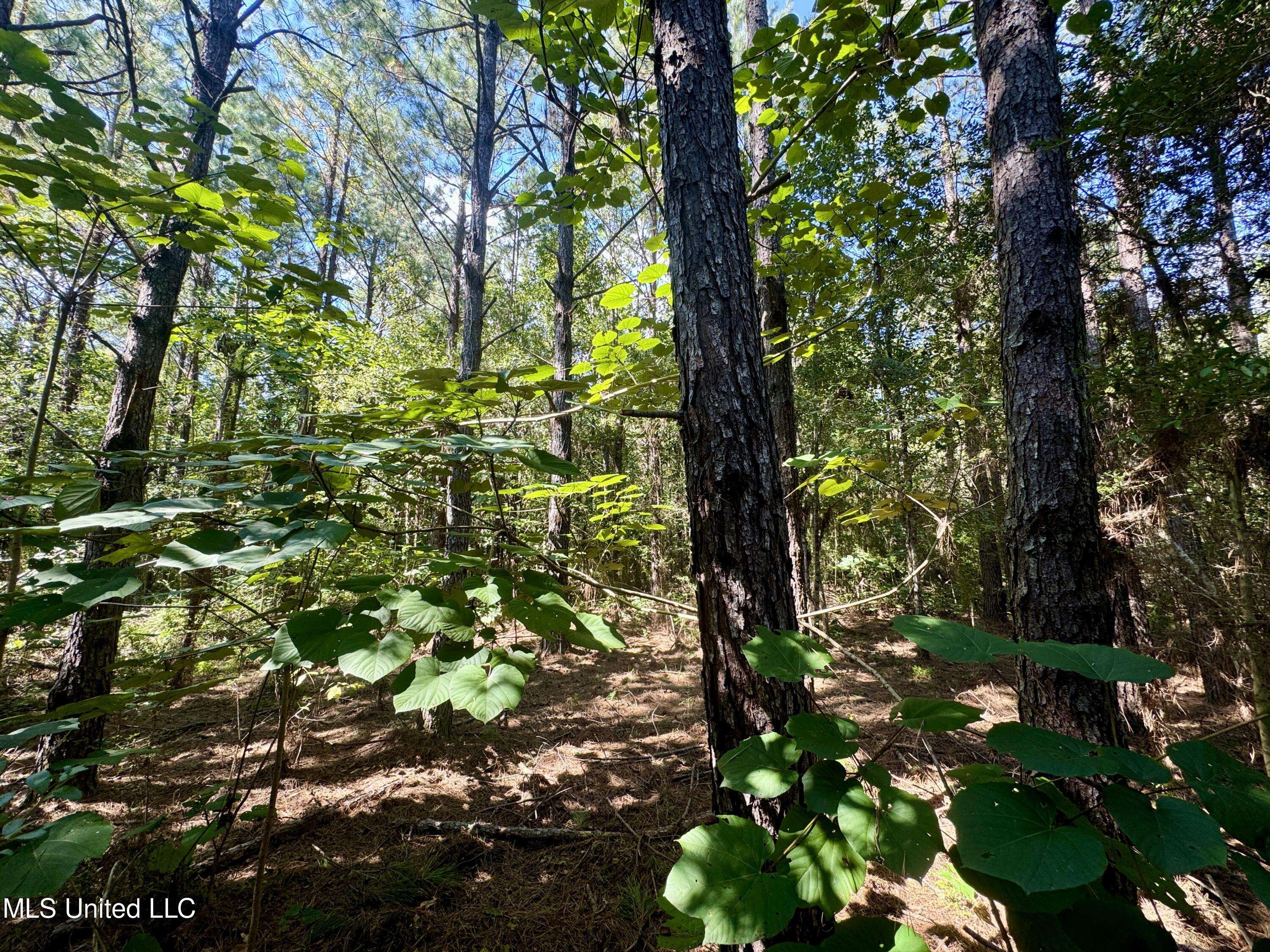 Picayune, MS 39466,Flat Top Road Road