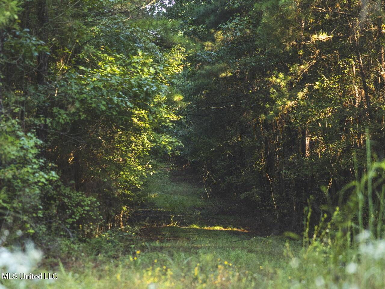 Braxton, MS 39044,Clara Foote Road