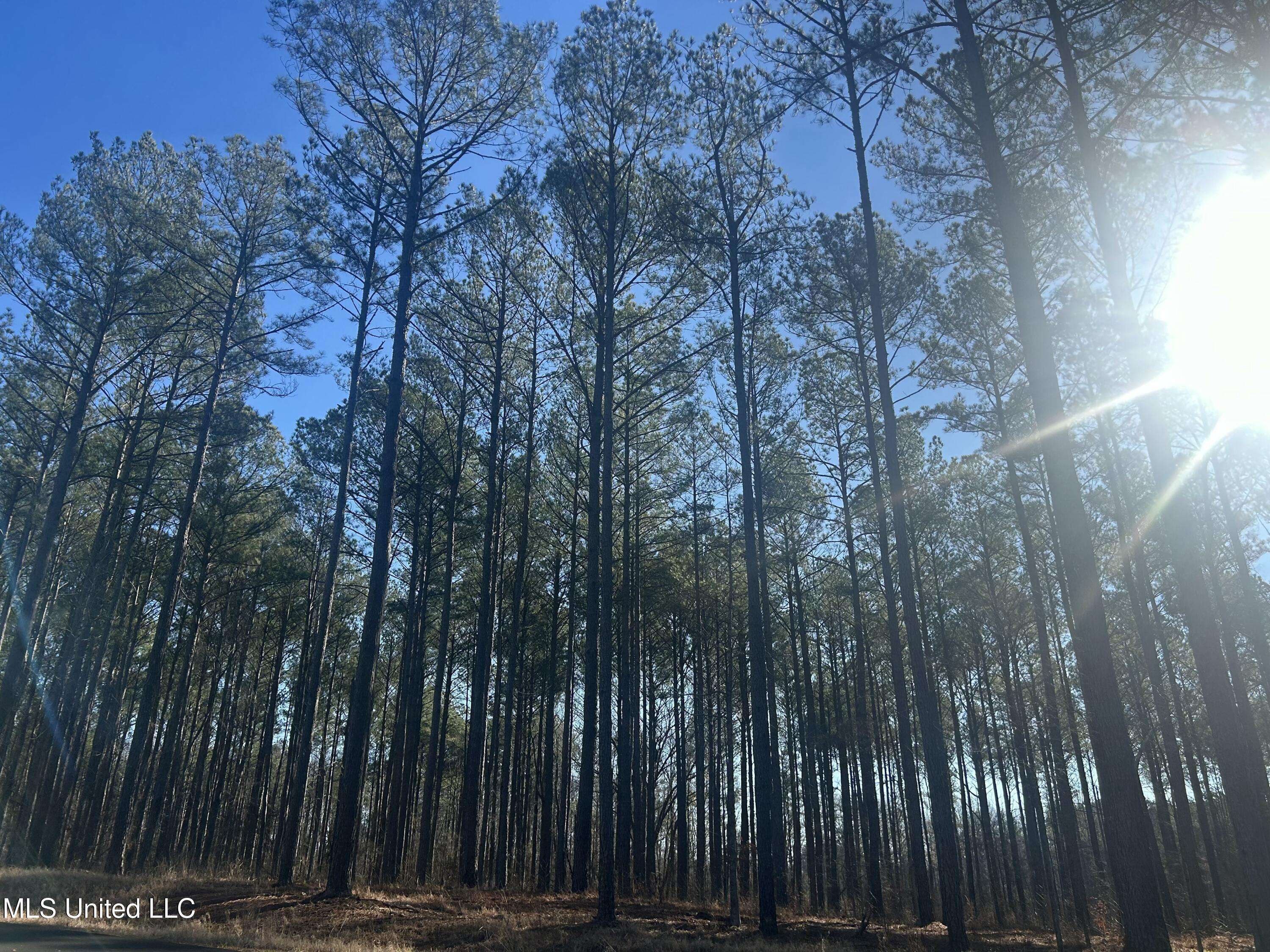 Flora, MS 39071,Springwood Trail