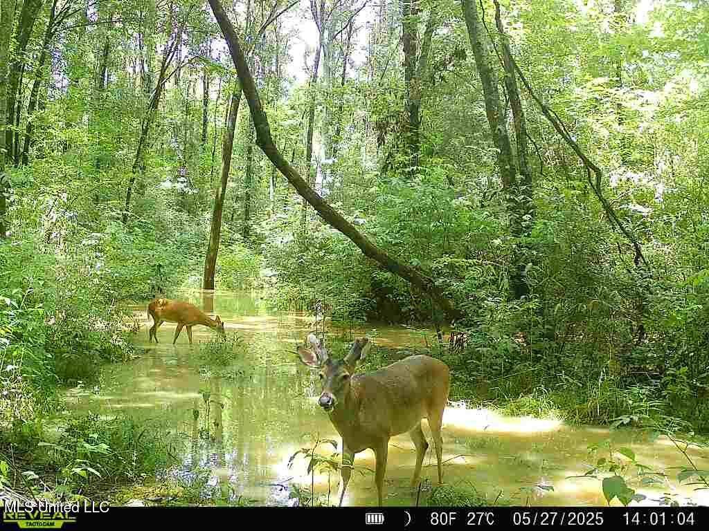 Morton, MS 39117,0 E Old Hwy 80