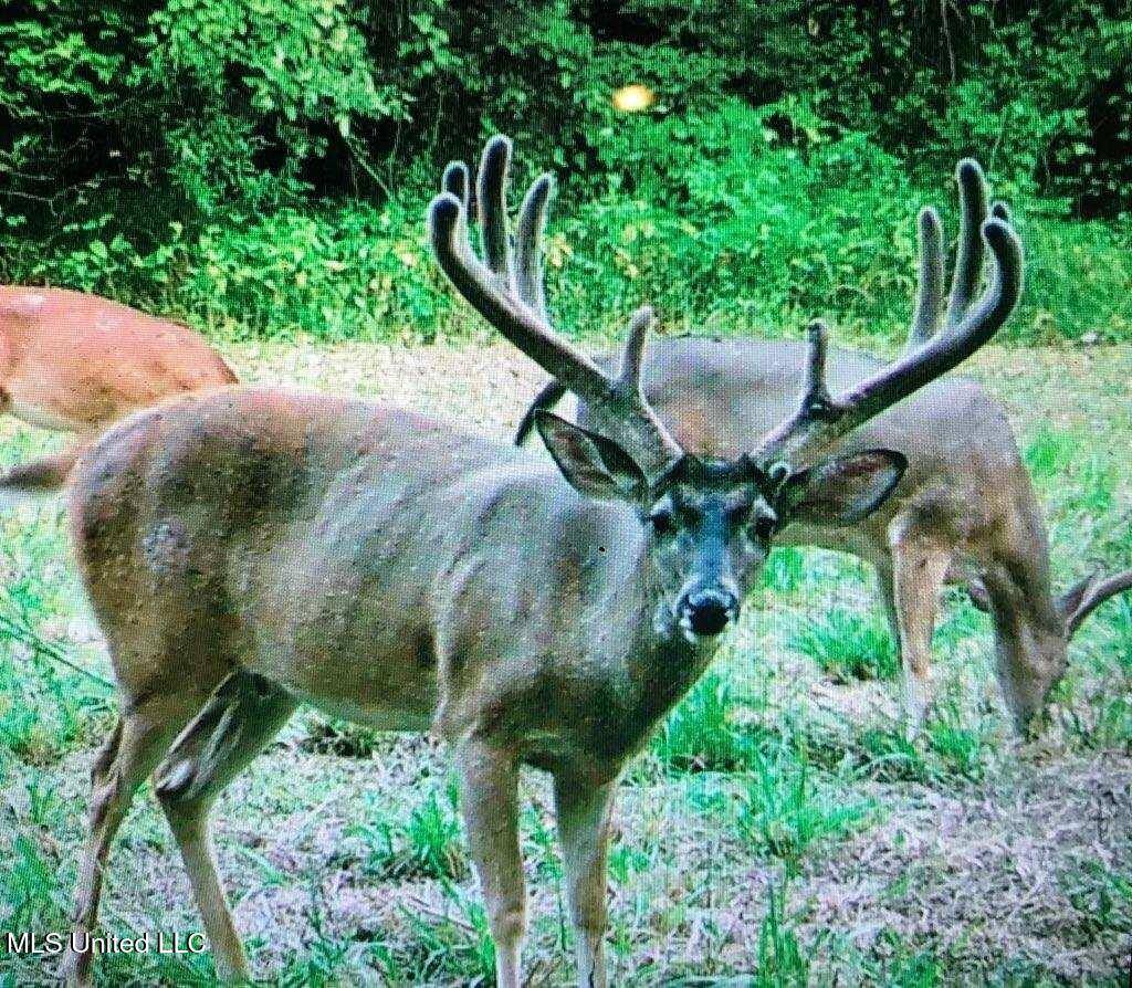 Bolton, MS 39041,1 Coxs Ferry Road