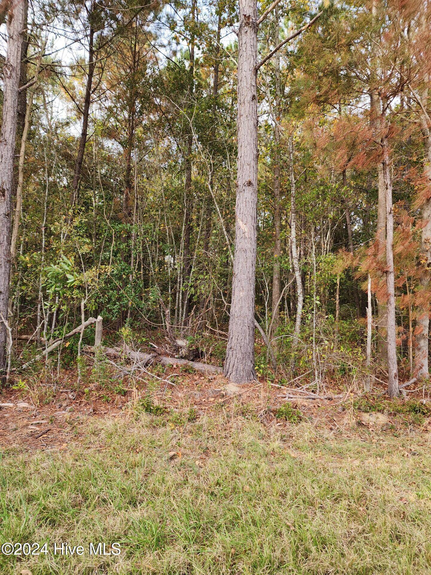 Willard, NC 28478,23.57 Ac Piney Woods RD