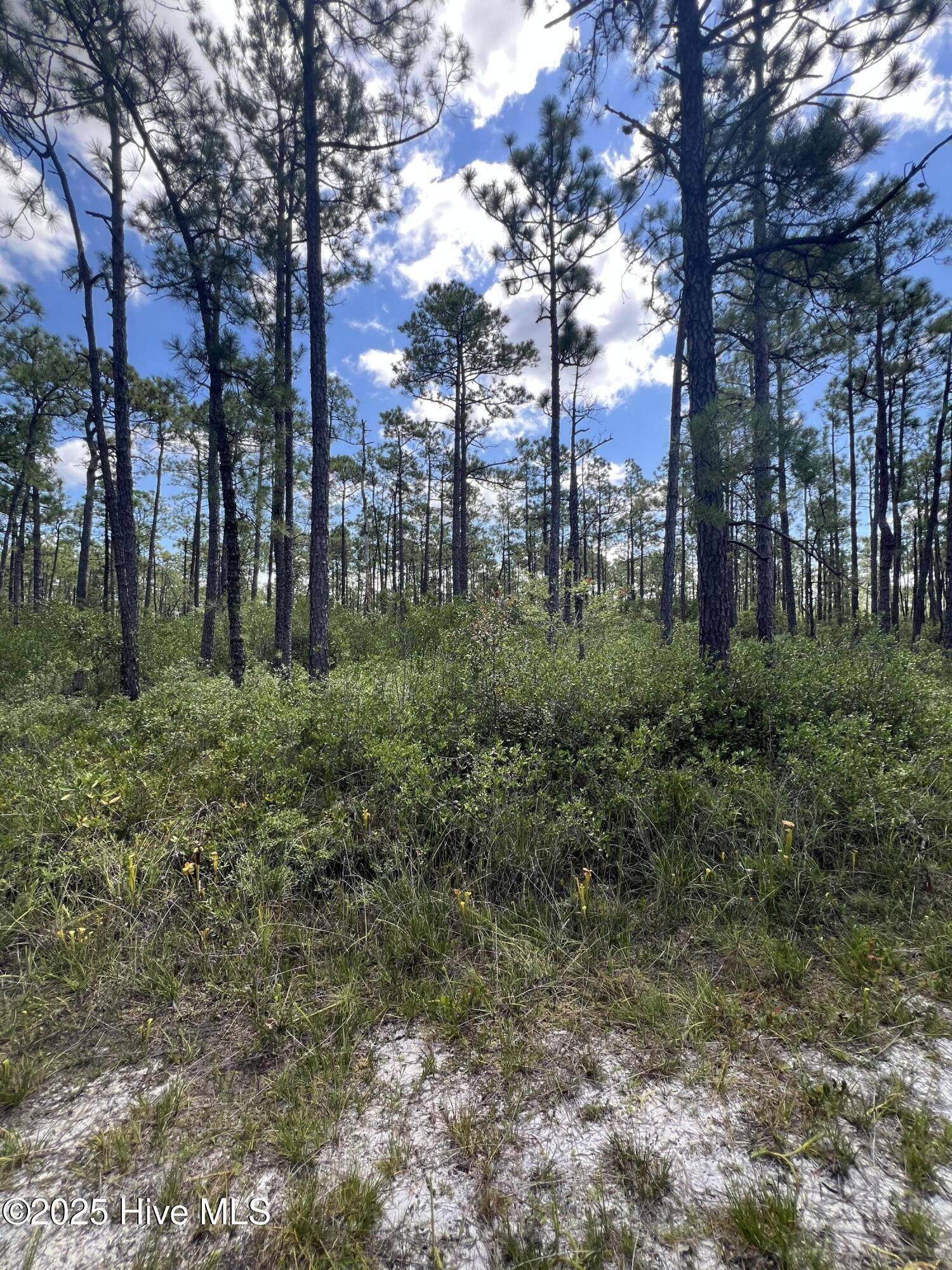 Boiling Spring Lakes, NC 28461,80 Bohemia RD