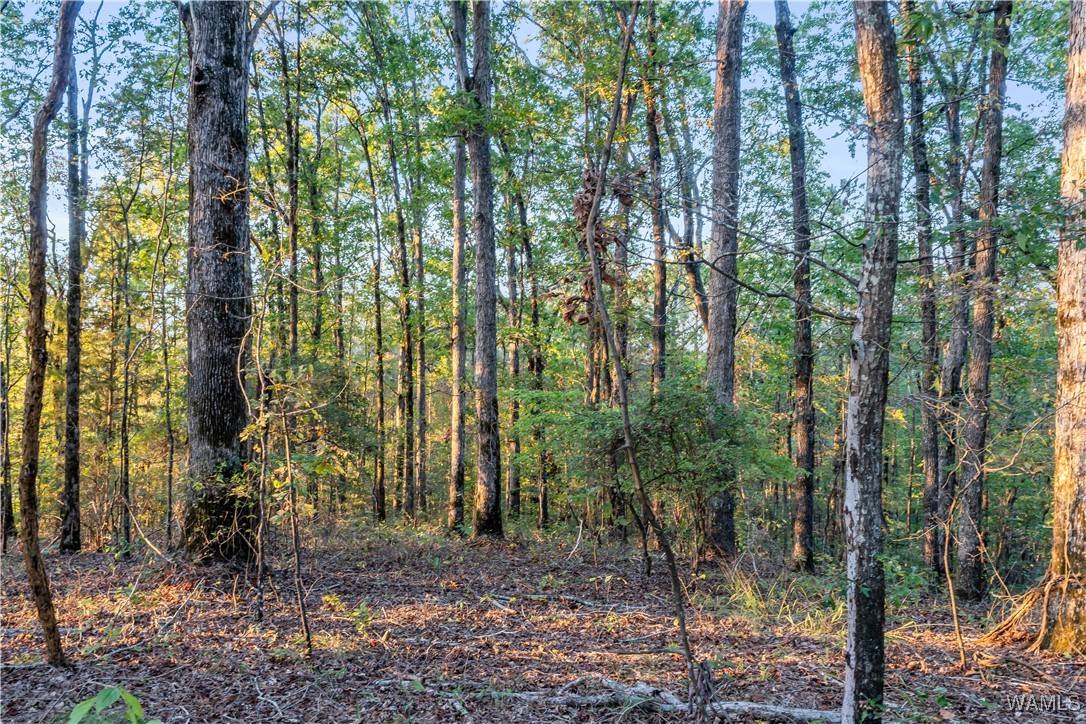 Millport, AL 35576,000 Hamby Rd