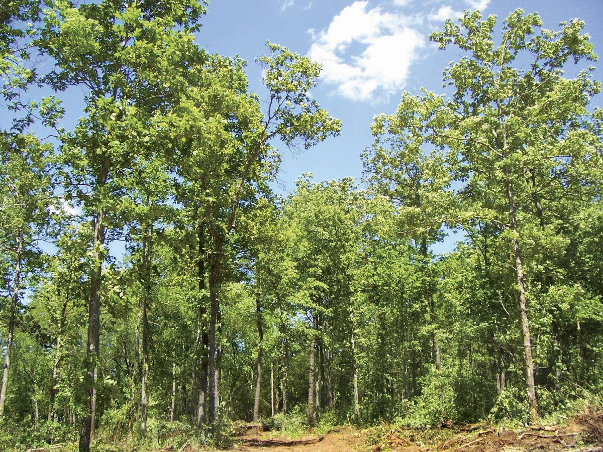 Aiken, SC 29805,0 Hayden Road