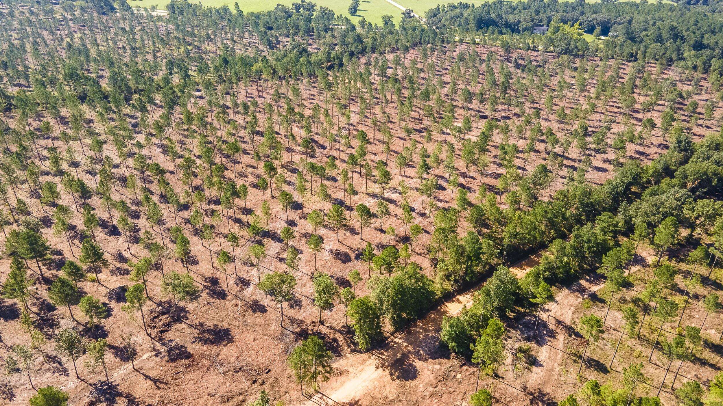 Wagener, SC 29164,5 Bluffwood Road