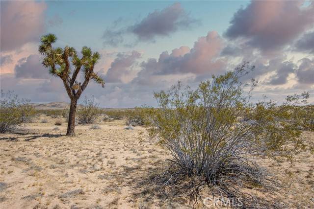 Joshua Tree, CA 92252,4444 Saddleback DR