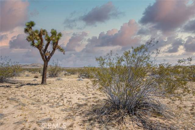 Joshua Tree, CA 92252,4444 Saddleback DR