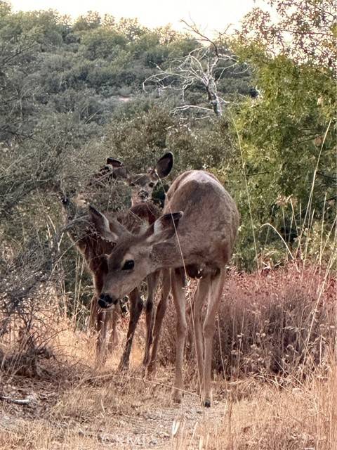 Lake Arrowhead, CA 92321,30008 Hickory DR