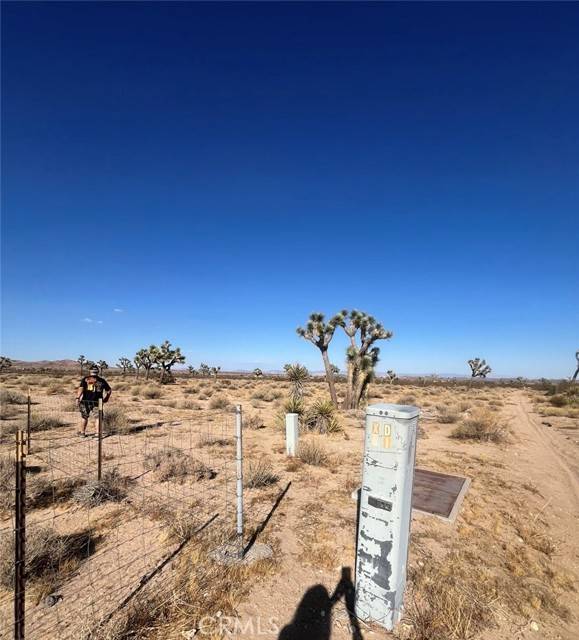 Joshua Tree, CA 92252,0 Campanula ST