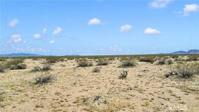 Johnson Valley, CA 92285,0 Datura