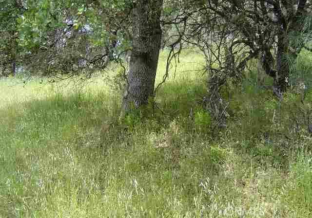 Clearlake Oaks, CA 95423,15709 Cache Creek RD