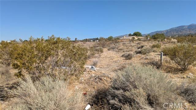 Pinon Hills, CA 92372,0 del rosa