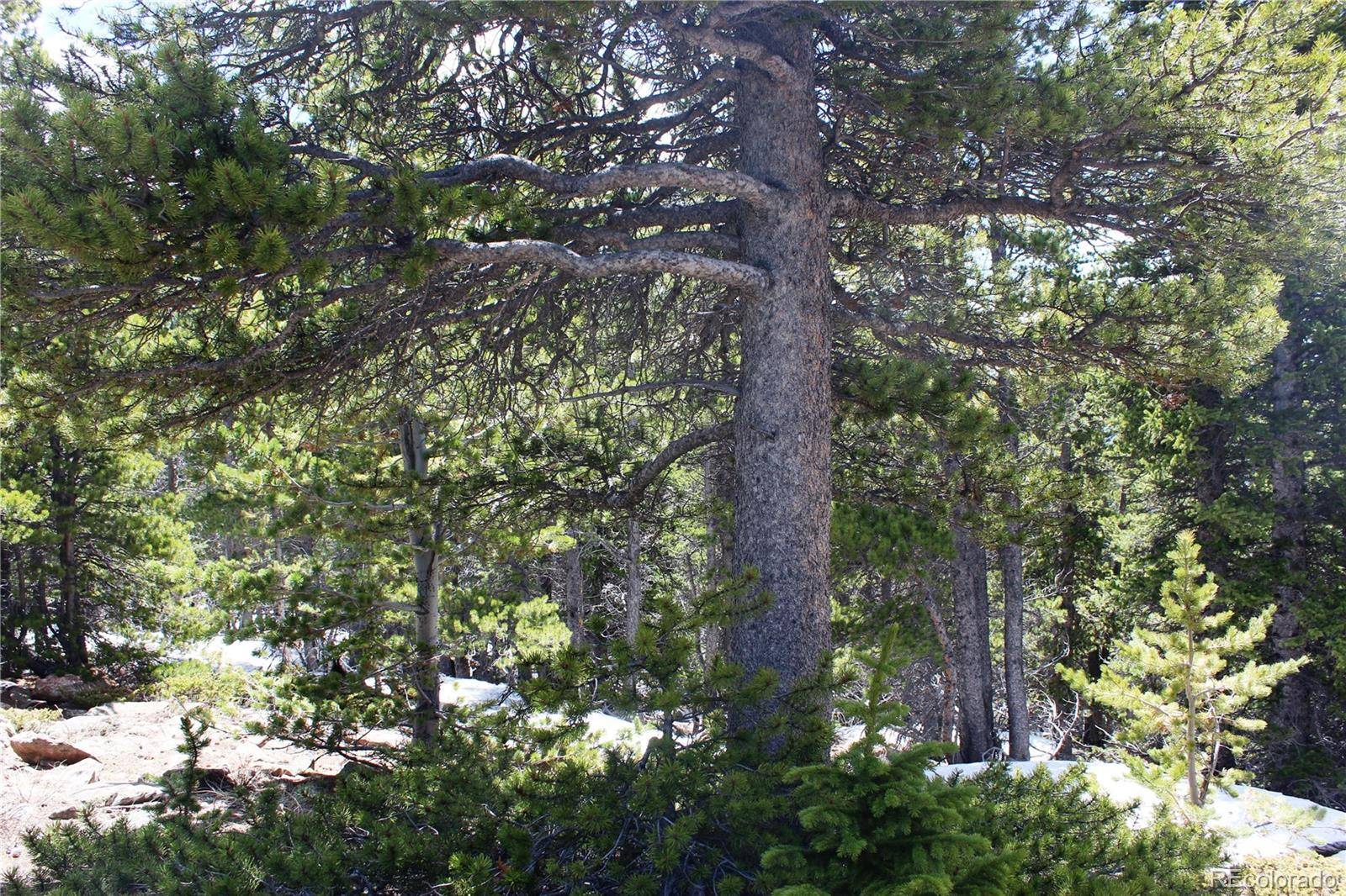 Idaho Springs, CO 80452,Group 10 Lamartine RD