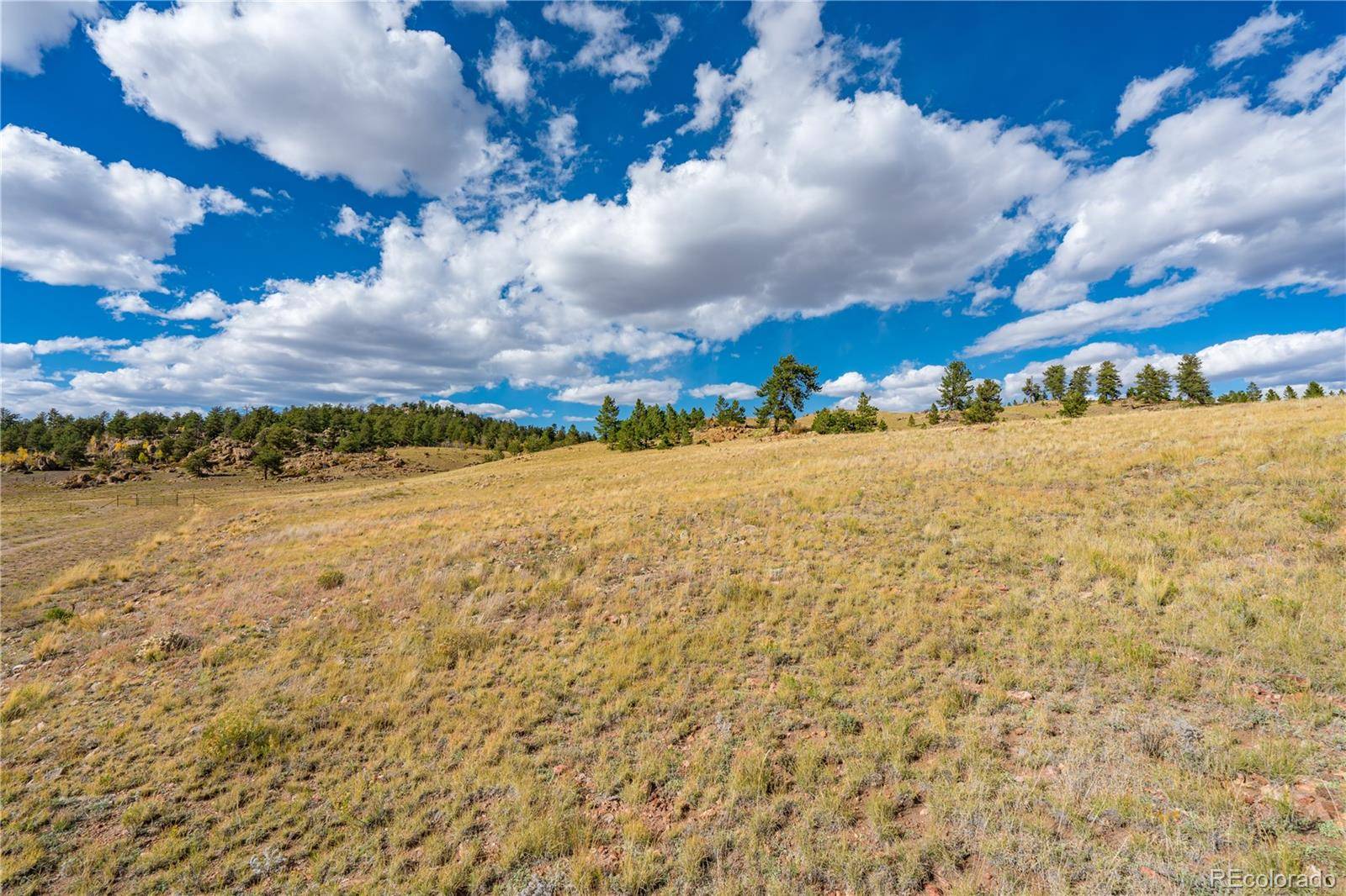 Hartsel, CO 80449,Dog Chief TRL