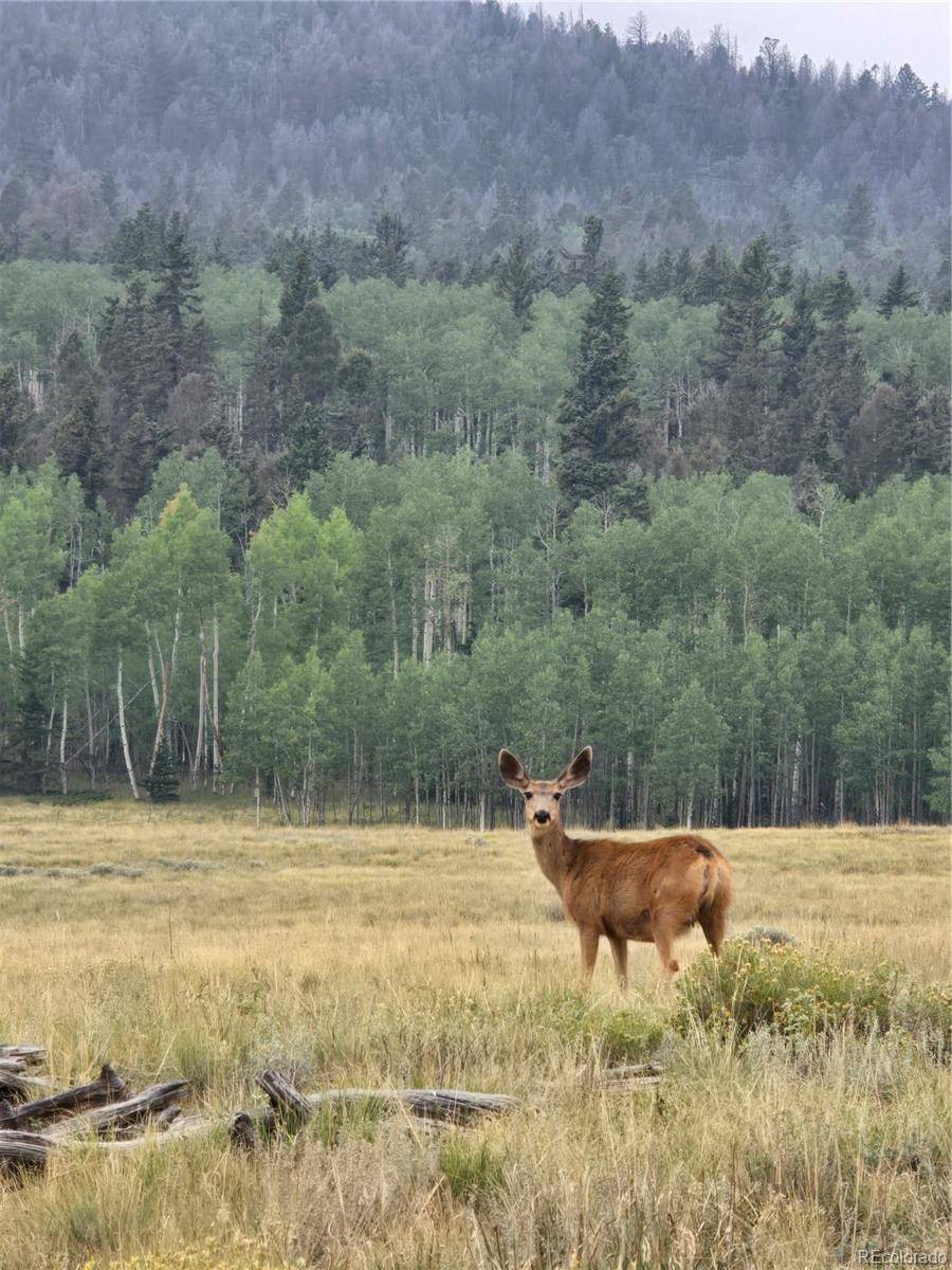 Hartsel, CO 80449,304 Kaufman RD