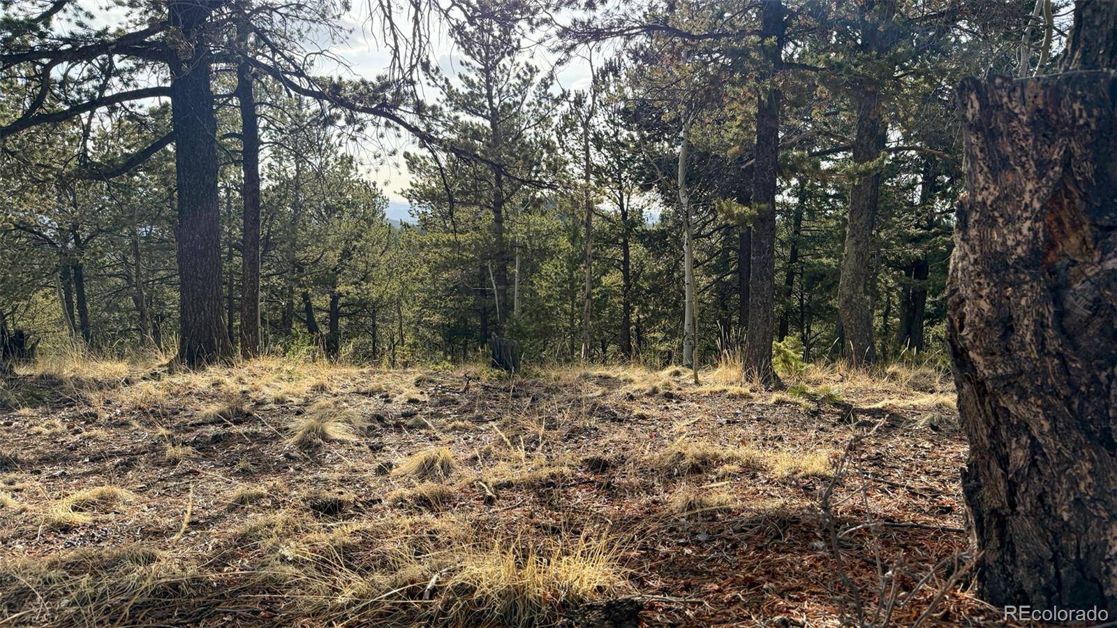Divide, CO 80814,239 Homestead RD
