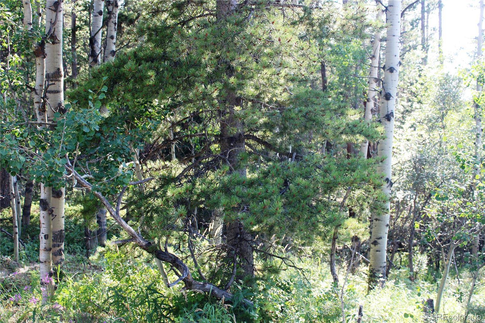 Black Hawk, CO 80422,Lot 028 Sunflower LN