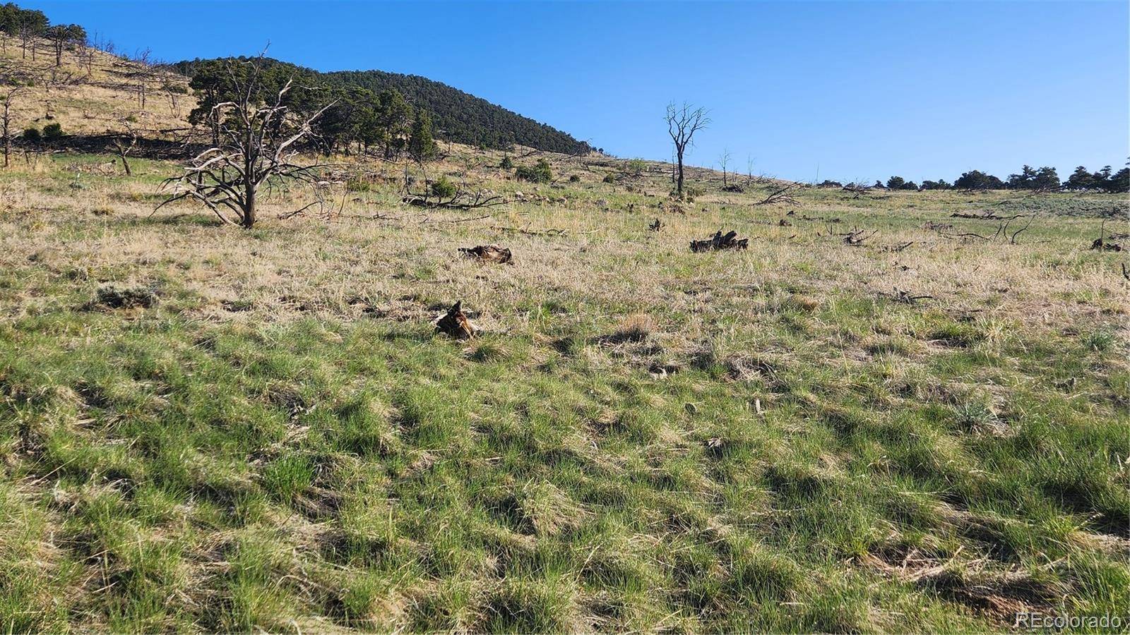 Cotopaxi, CO 81223,TR-130 24th TRL