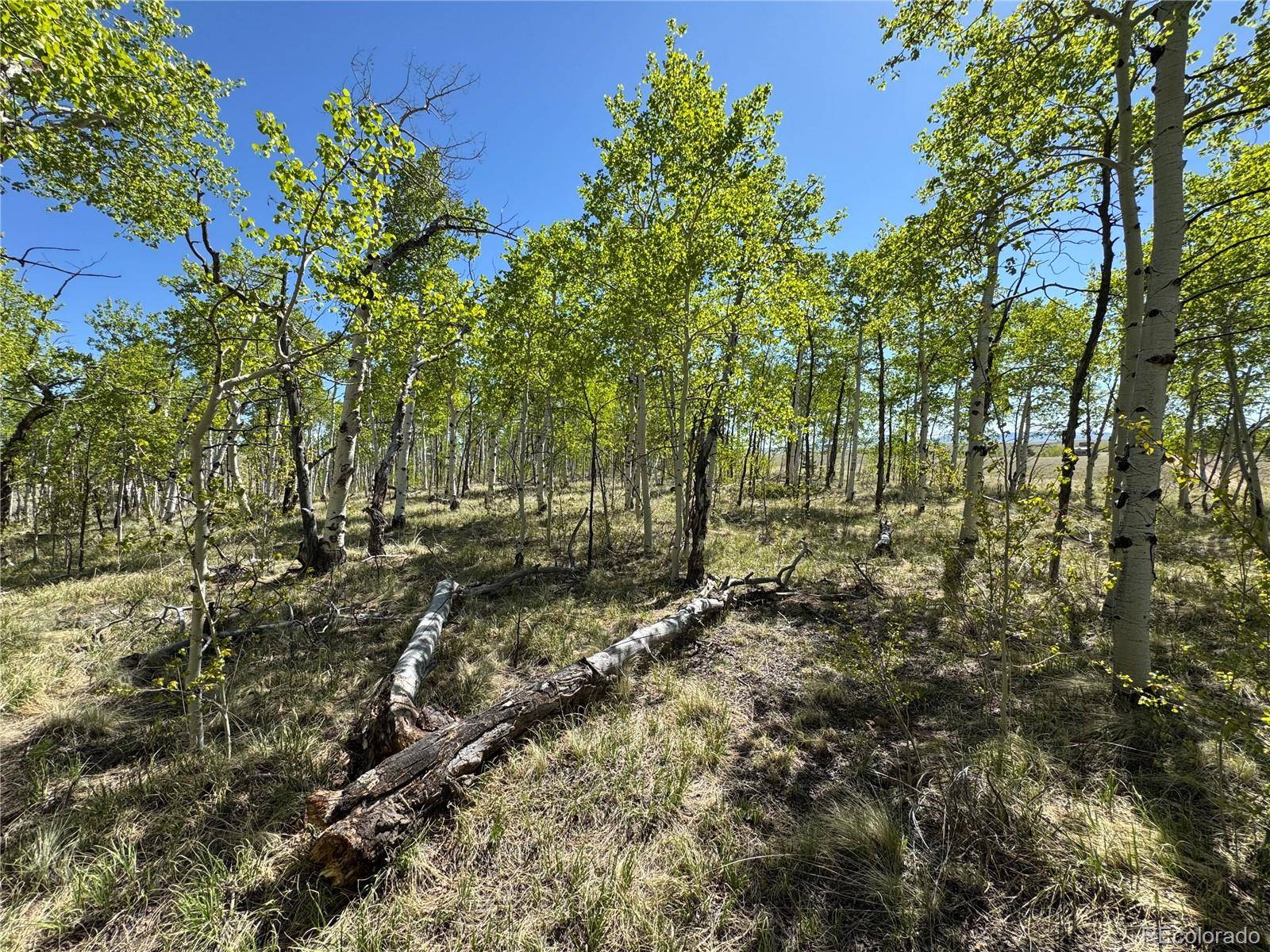 Hartsel, CO 80449,275 Oxen CT