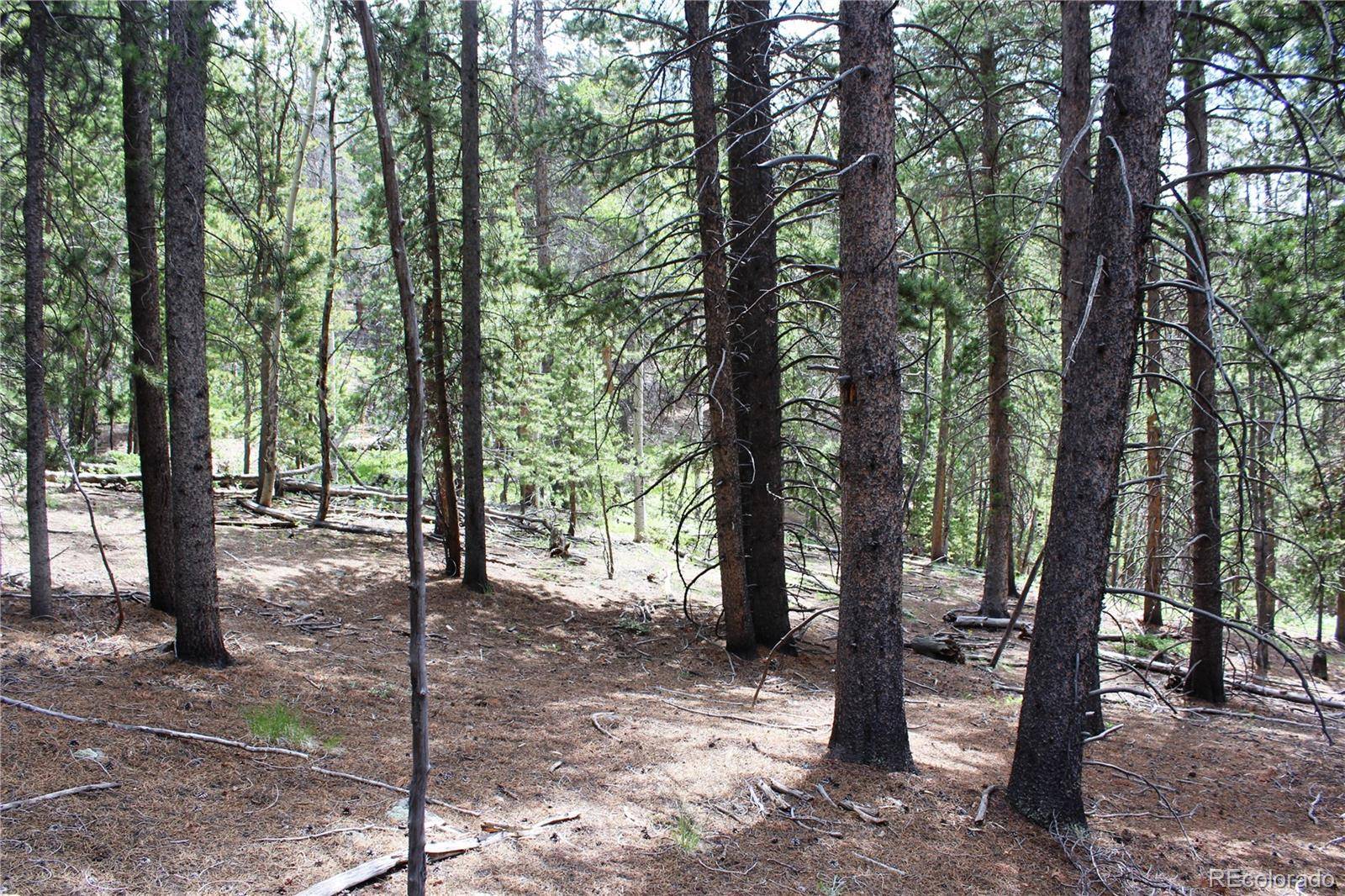 Dumont, CO 80436,Wild Wagoner Trail