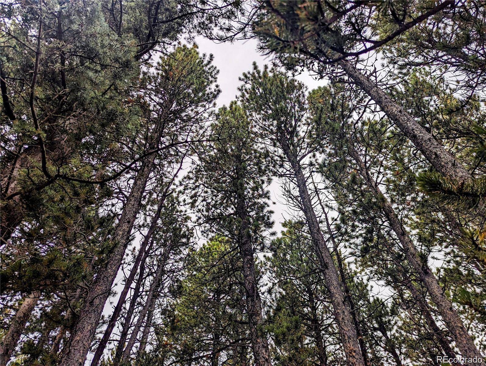 Fort Garland, CO 81133,Lot 3190 Zipf LN