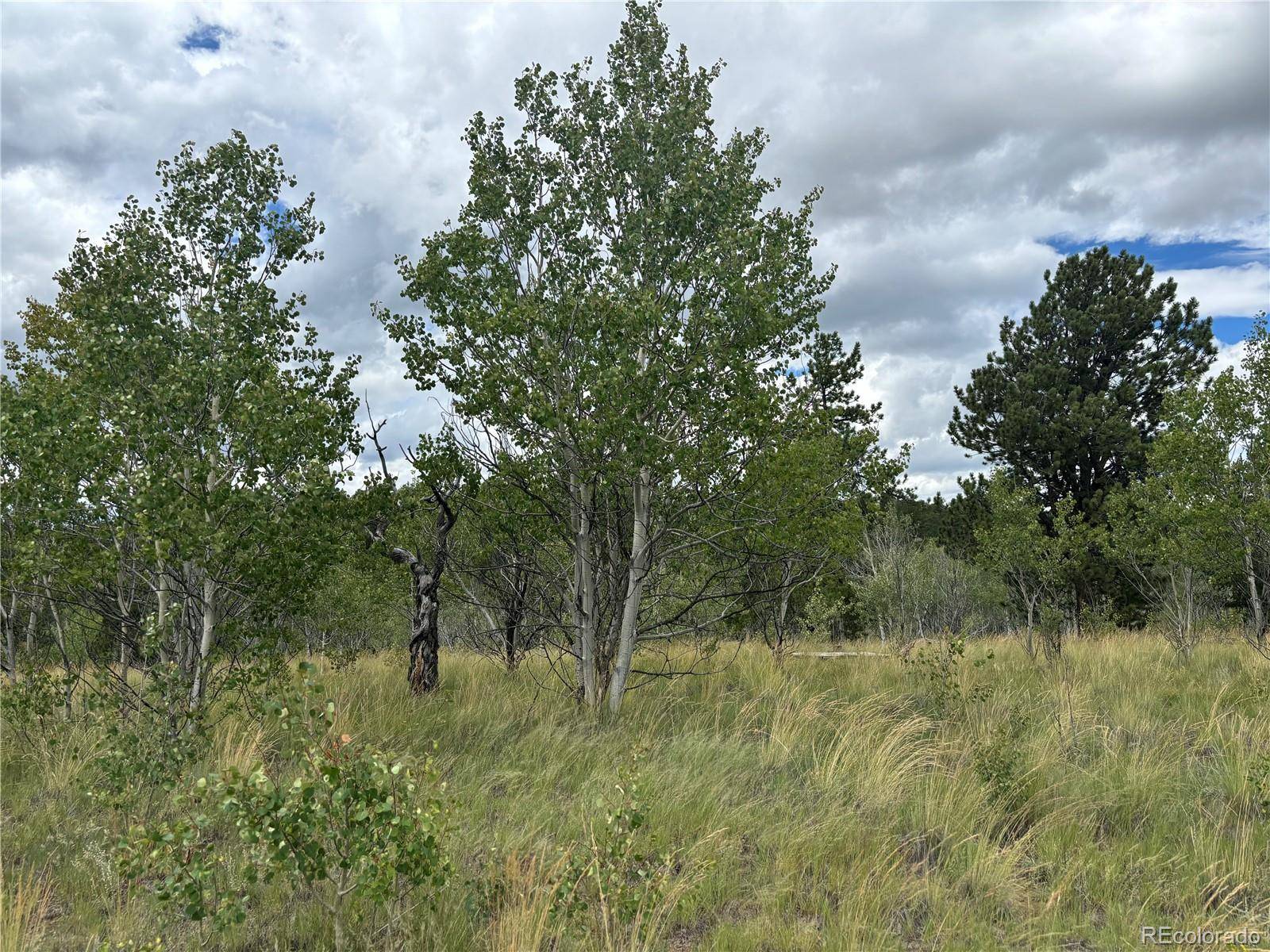 Jefferson, CO 80456,890 Mcdowell DR