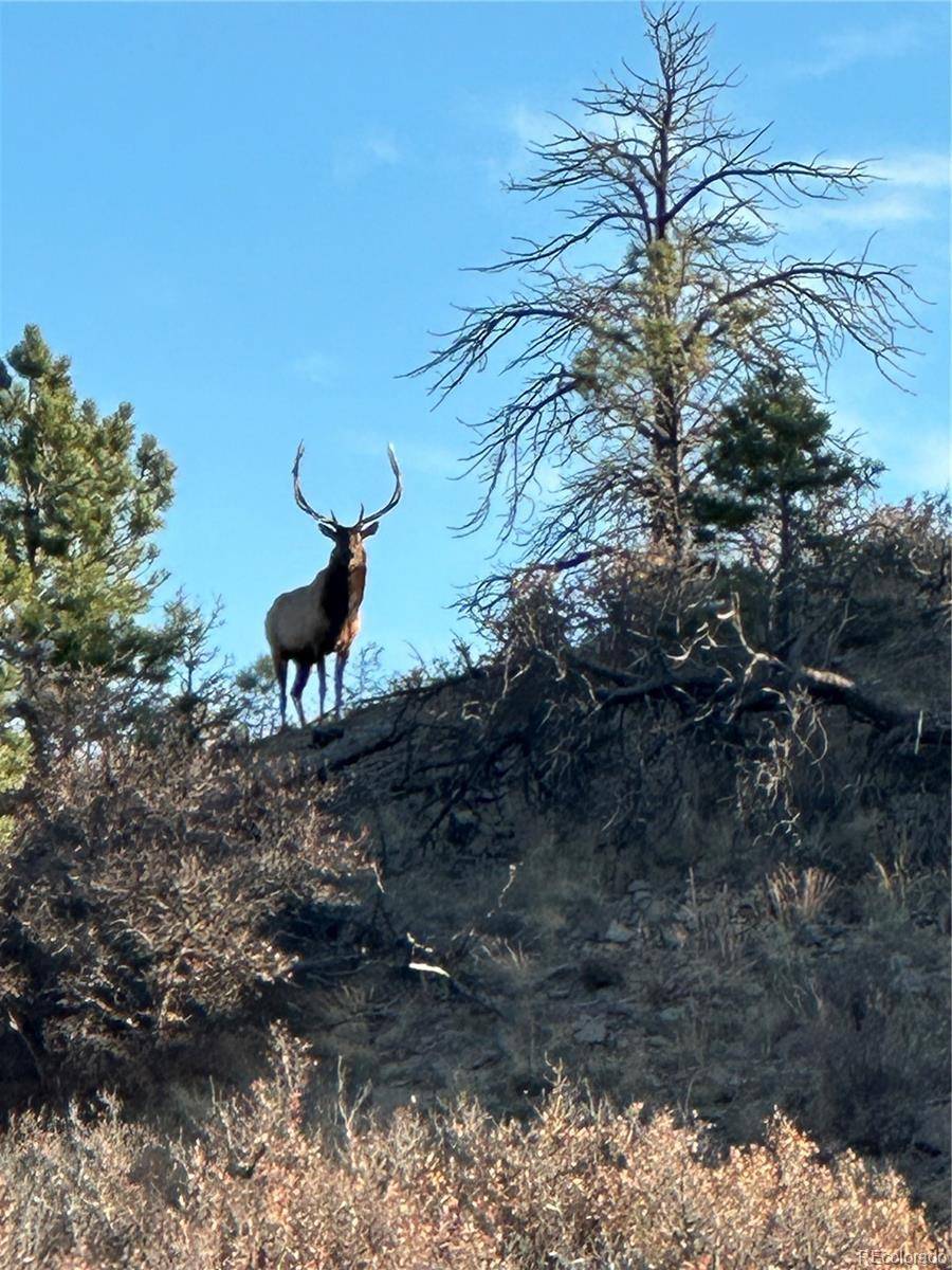Castle Rock, CO 80104,4040 Bell Mountain DR