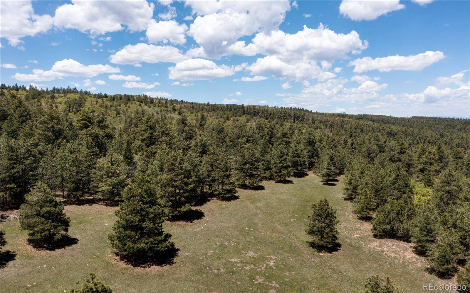 Beulah, CO 81023,Ponderosa Pine