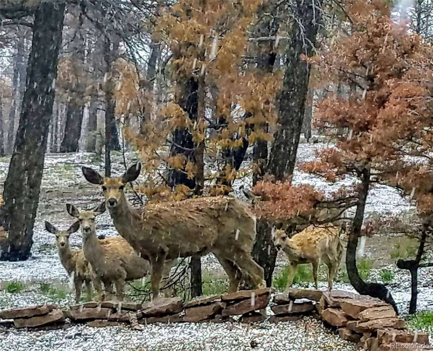 Fort Garland, CO 81133,1960 Hilda LN