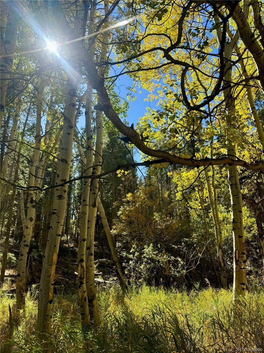 Black Hawk, CO 80422,00 Lone Ponderosa DR