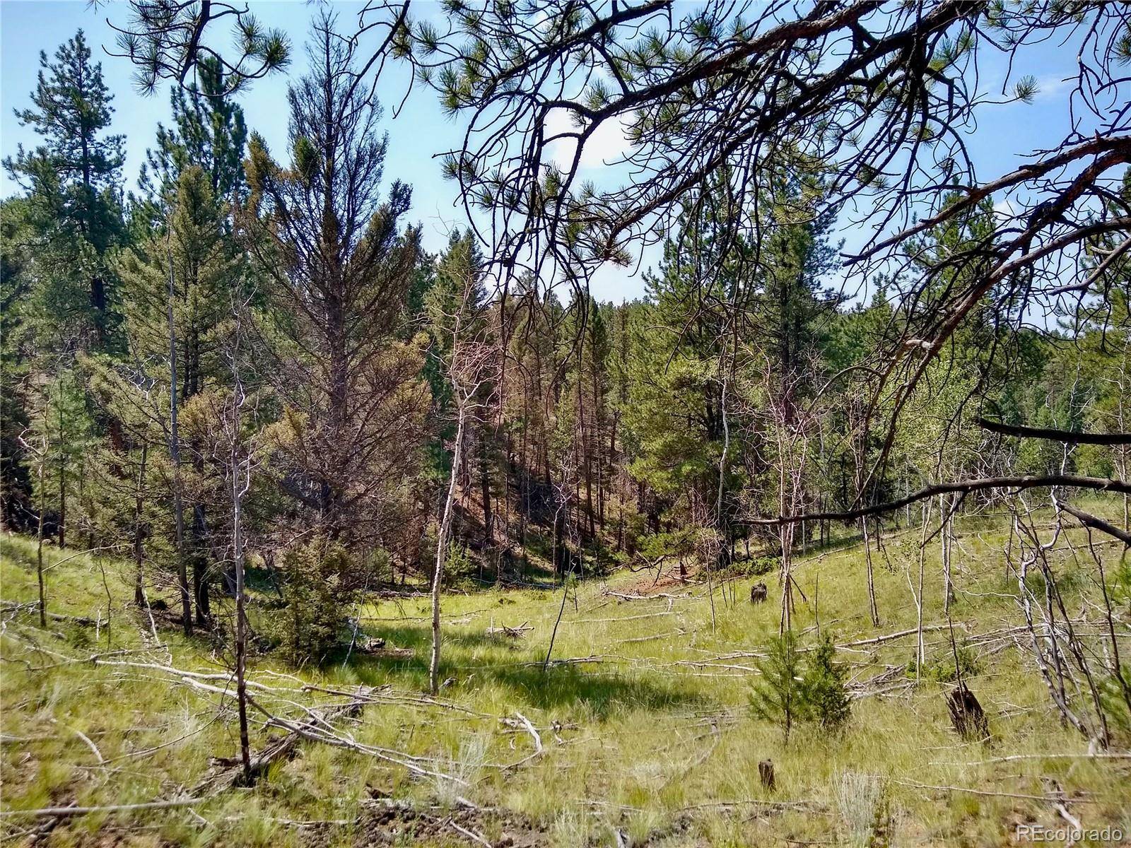 Florissant, CO 80816,638 W Bison Creek TRL