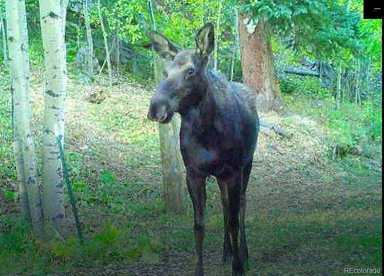Bailey, CO 80421,429 Road P53