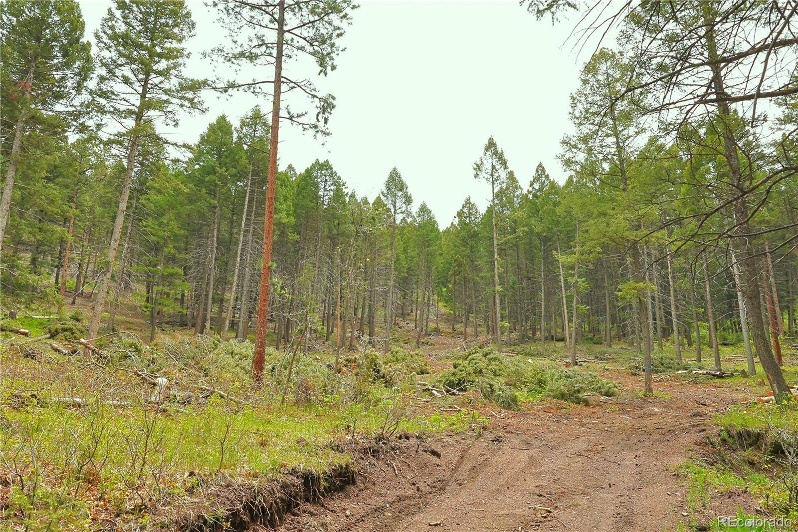 Larkspur, CO 80118,13114 Grey Hackle DR