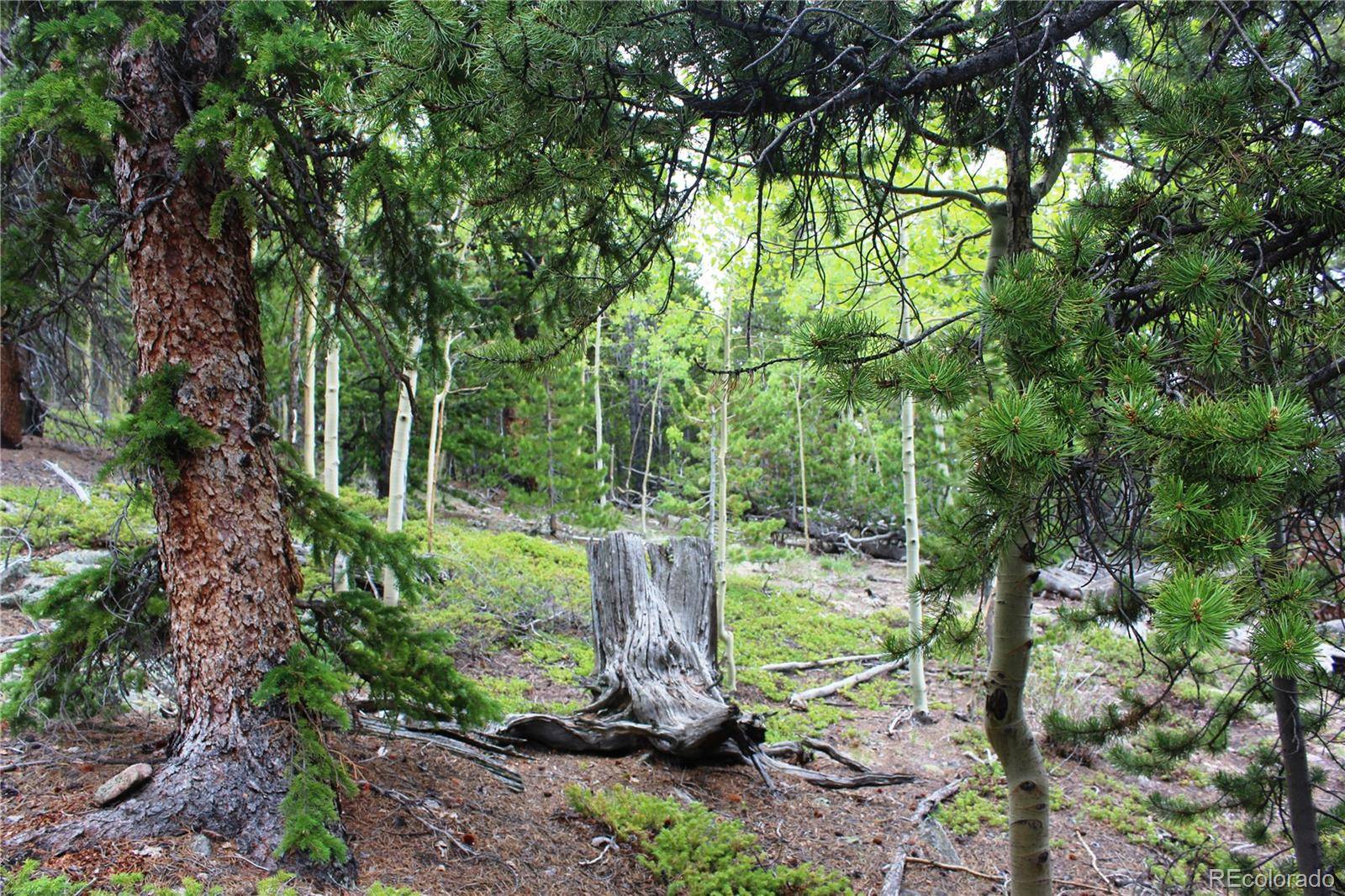 Idaho Springs, CO 80452,Group 2-2 Lamartine RD