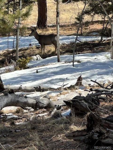 Hartsel, CO 80449,1931 Campfire RD