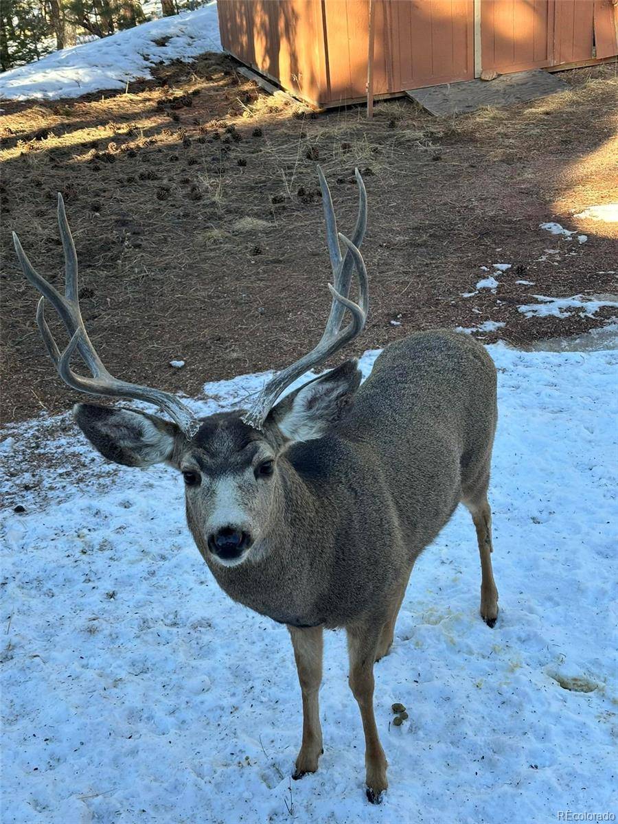 Florissant, CO 80816,234 Wasatch LN