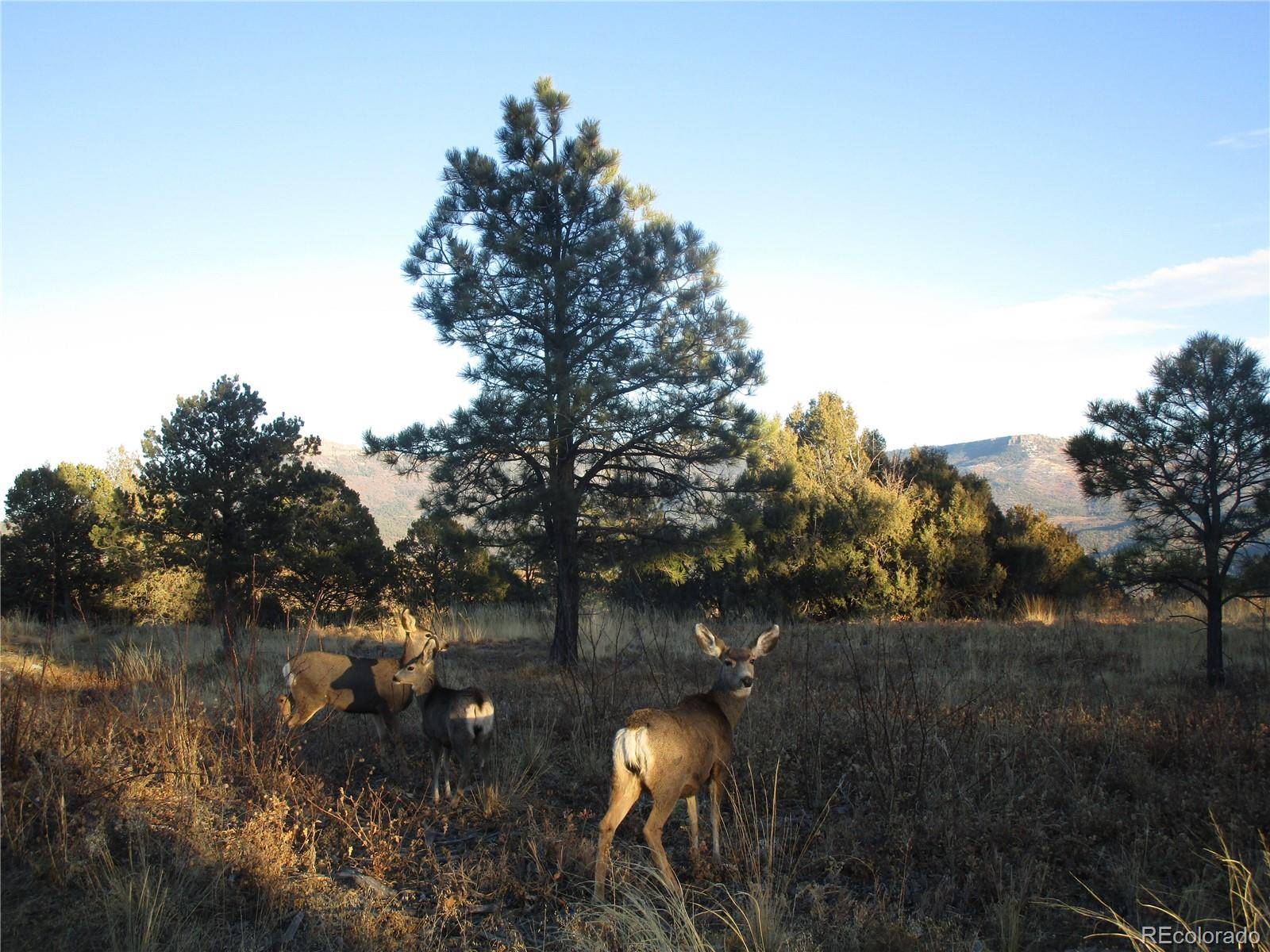 Trinidad, CO 81082,33031 Pine Nut DR