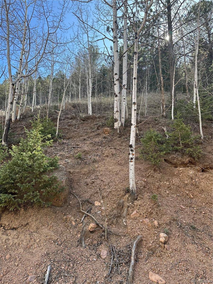 Divide, CO 80816,County Road 61