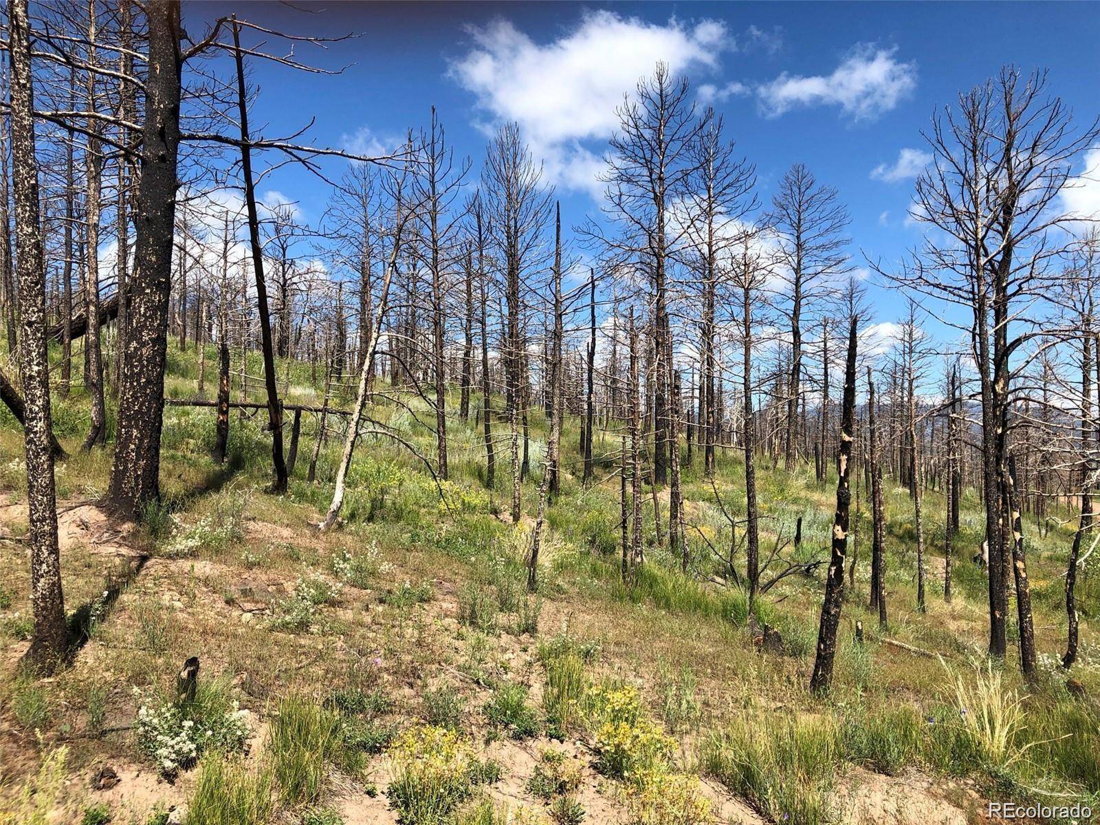 Fort Garland, CO 81133,323 Wagon Mesa LOOP