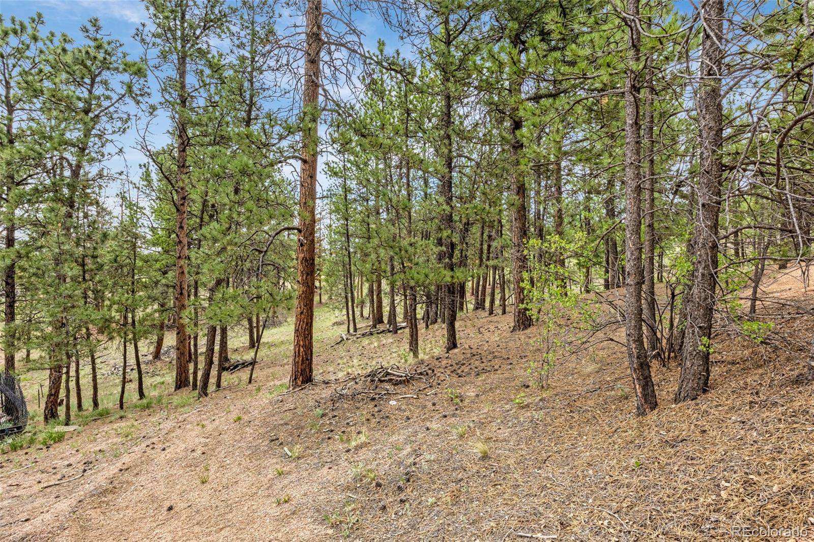 Florissant, CO 80816,77 Monarch DR