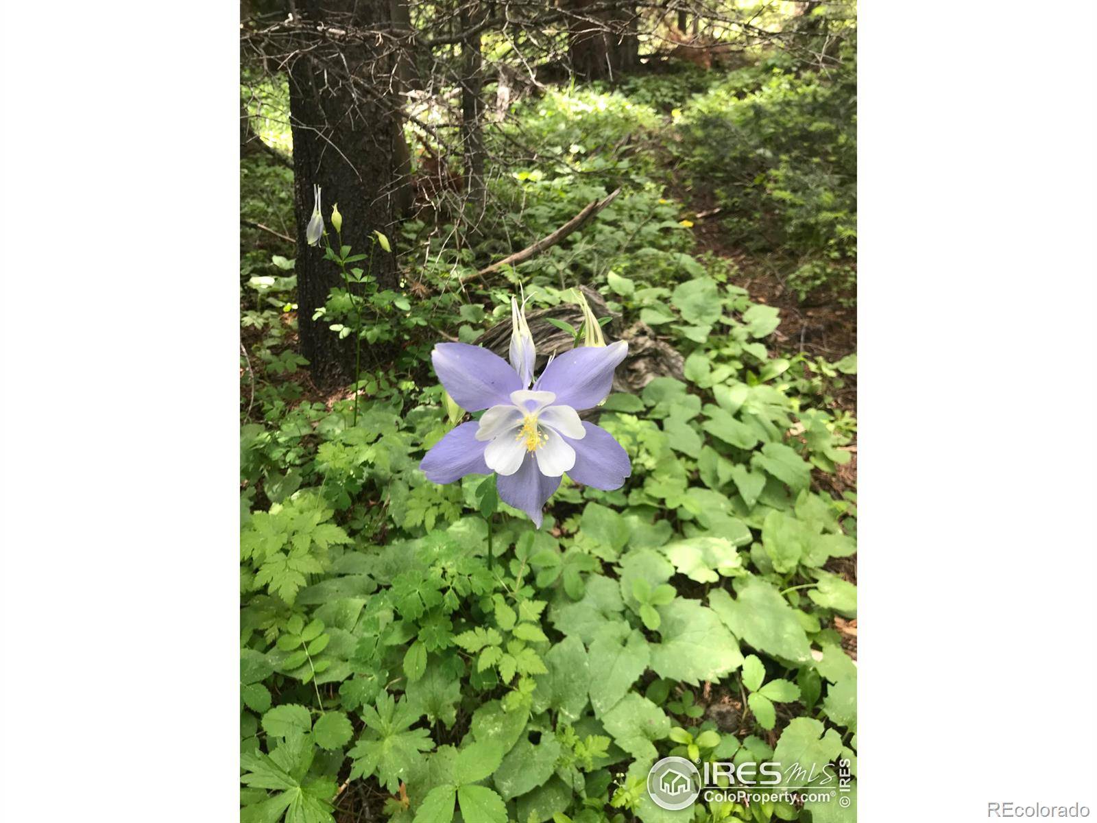 Red Feather Lakes, CO 80545,0 Forest Service 169 RD